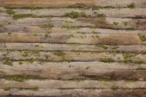 Baobab Moss Wall Panel