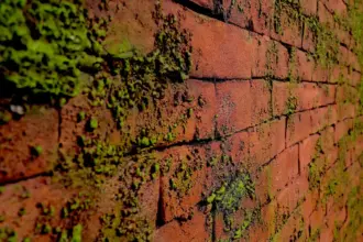 Artstone | Masonry Moss Rojo A-602 Section Earth duvar paneli