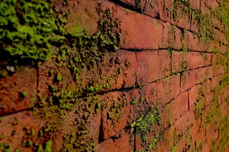 Artstone | Masonry Moss Rojo A 602 Section earth wall panel
