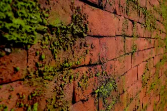 Artstone | Masonry Moss Rojo A 602 Section earth wall panel