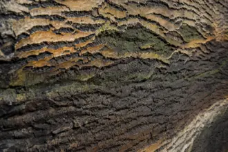 Artstone | Amazon Natura A 312 Section earth wall panel