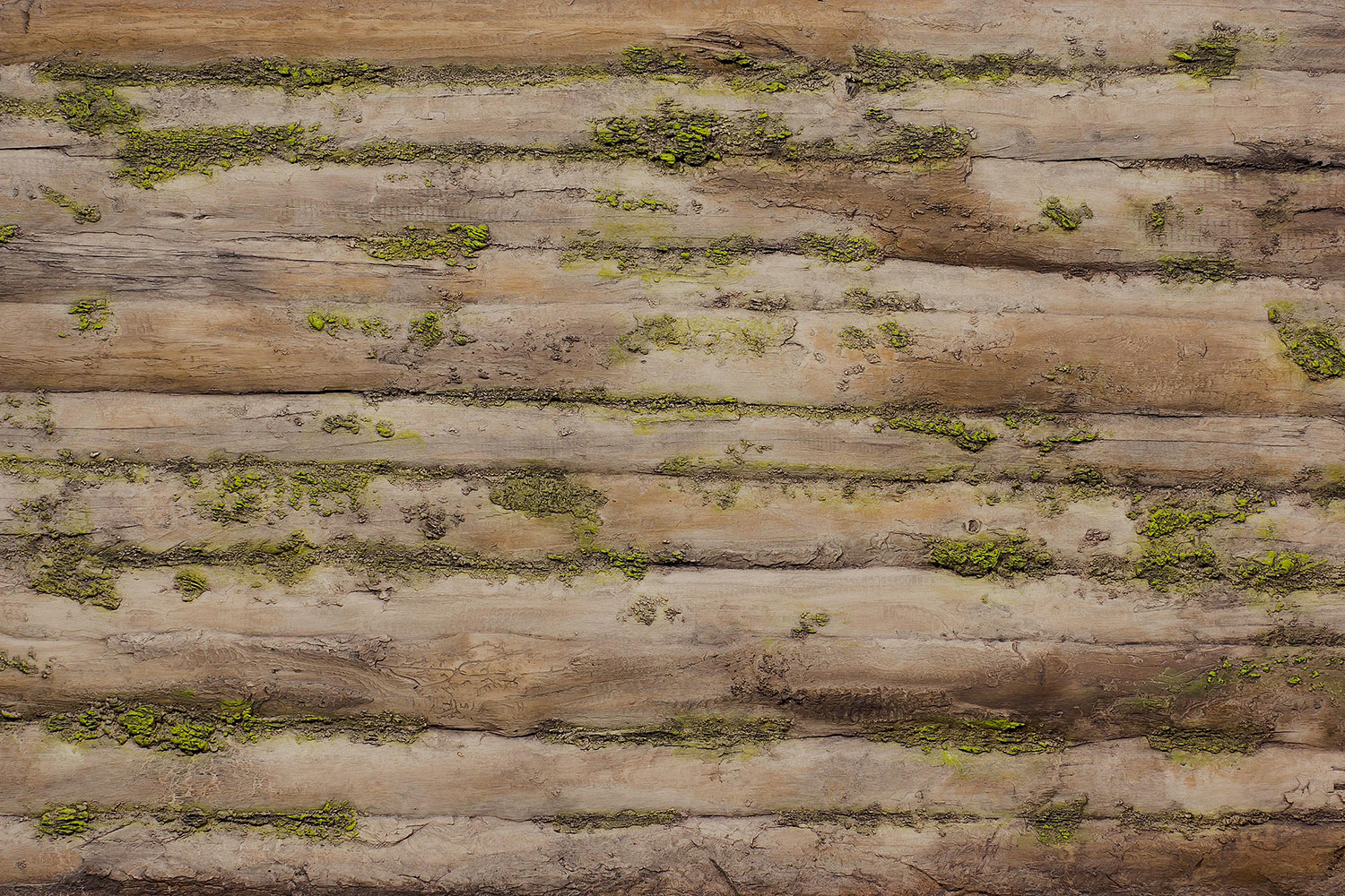 Baobab Moss