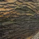 Natura / A-312-Kesit