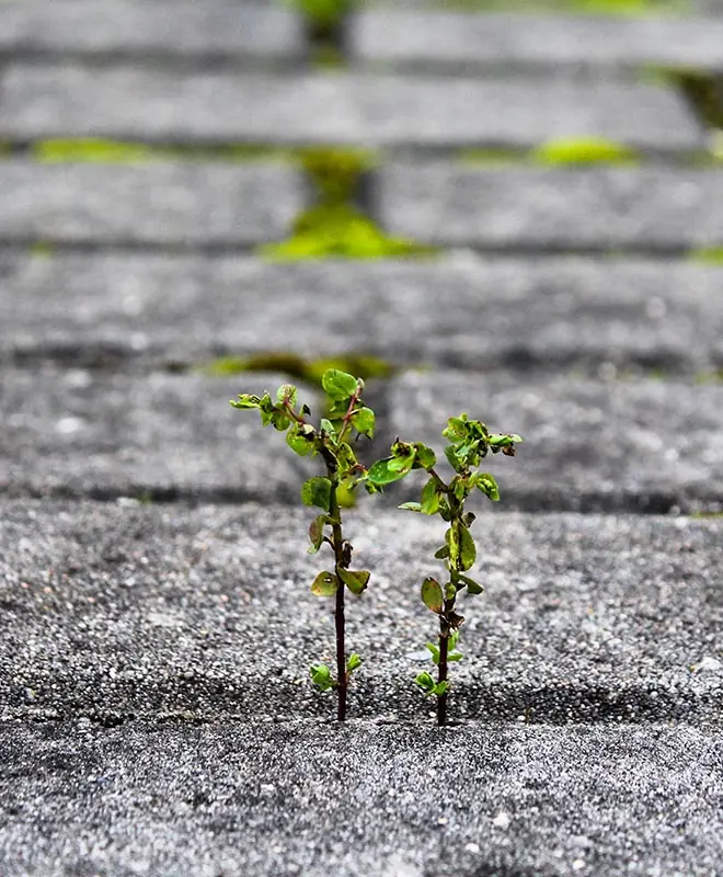 Artstone | Young plant growing through concrete